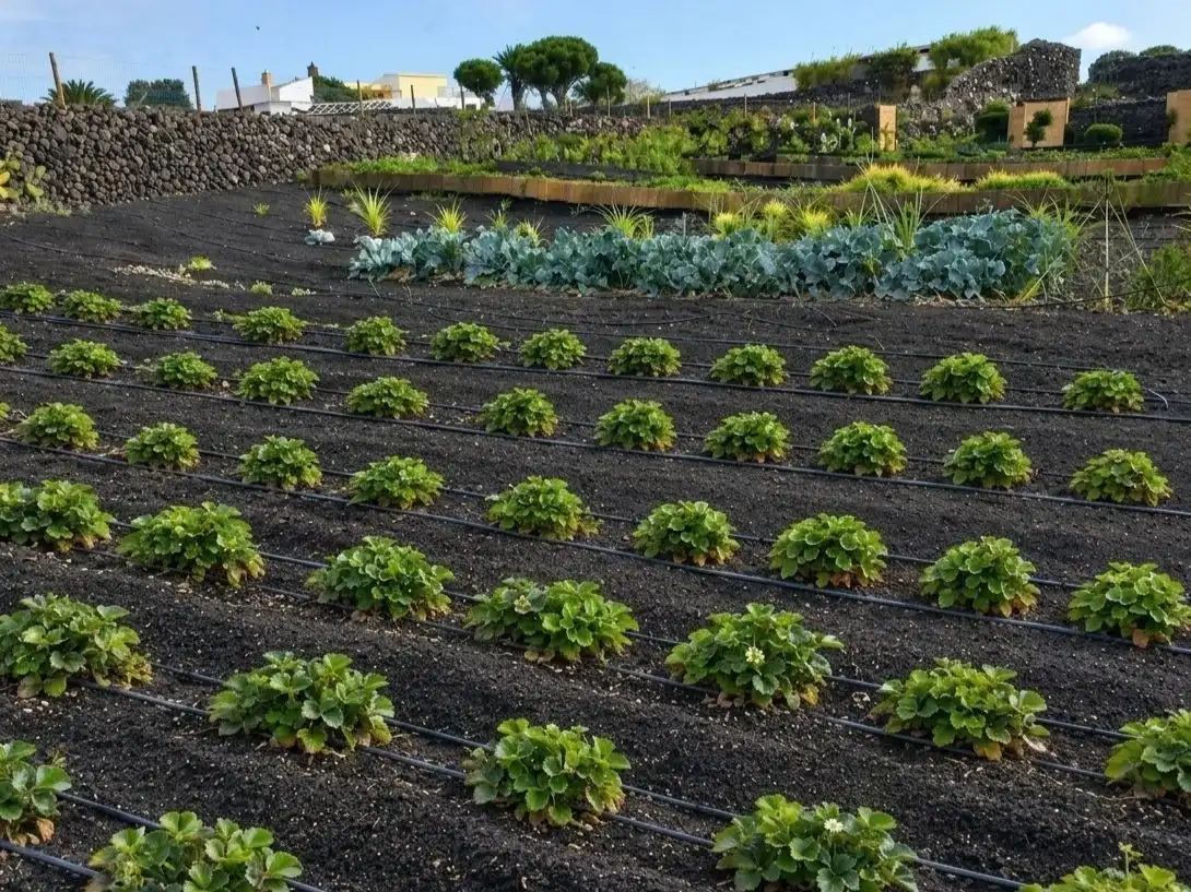 Jardí de Finca rústica en venda en Arrecife