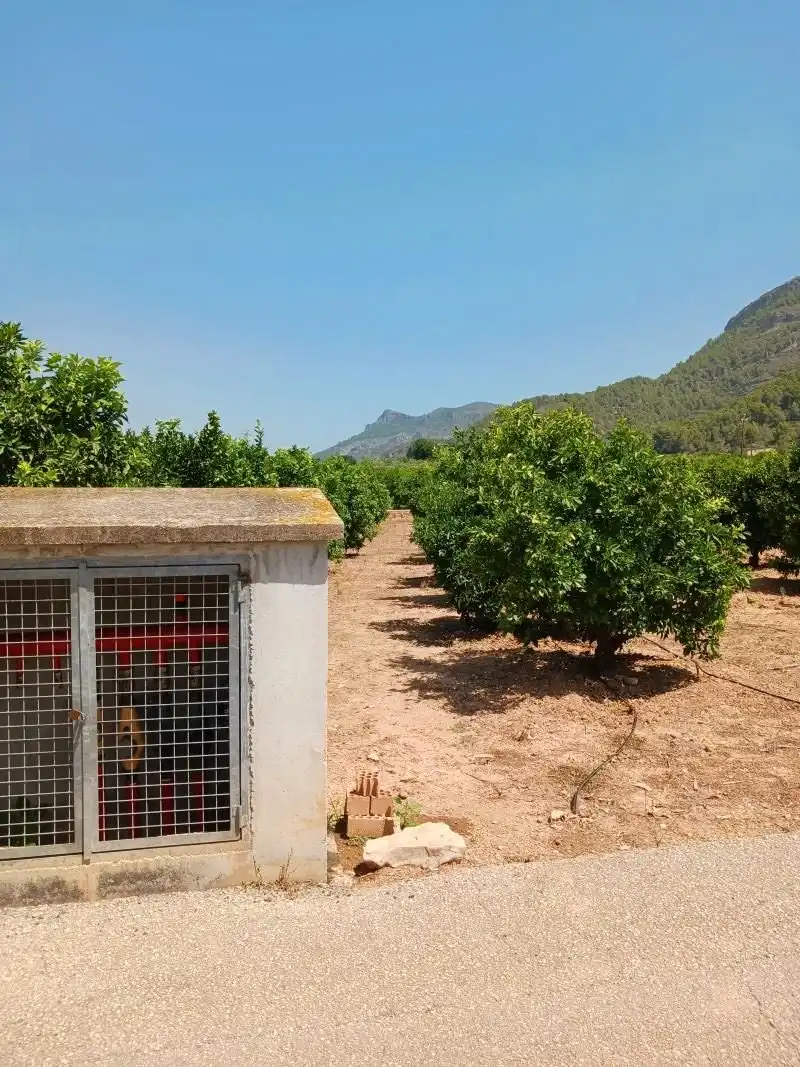 Terreny rústic en venda a Palma de Gandia, imagen 9