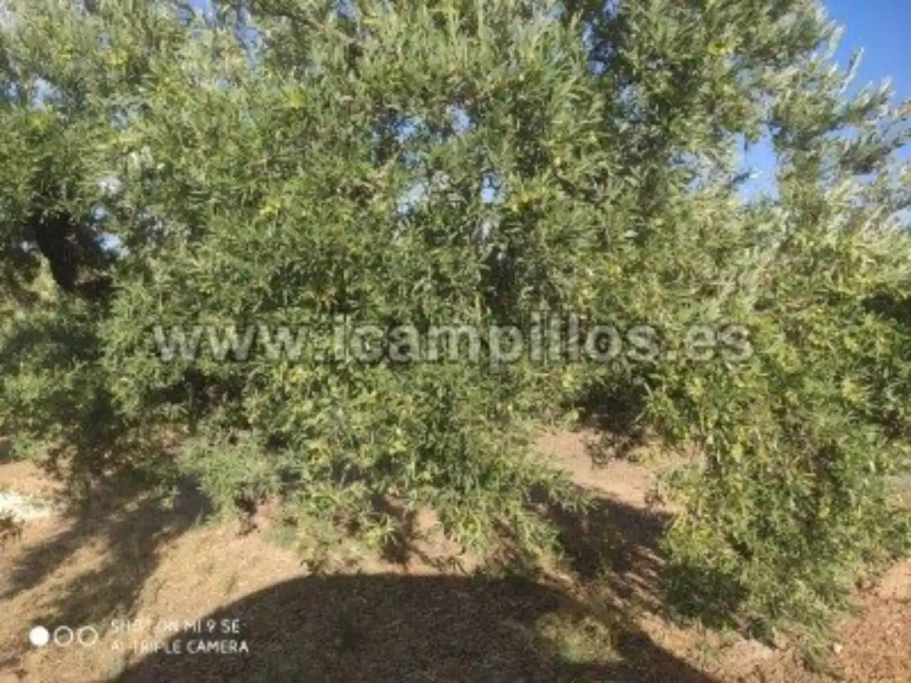 1.70 HECTAREAS ENTRE CAMPONUBES Y LUQUE, imatge 2