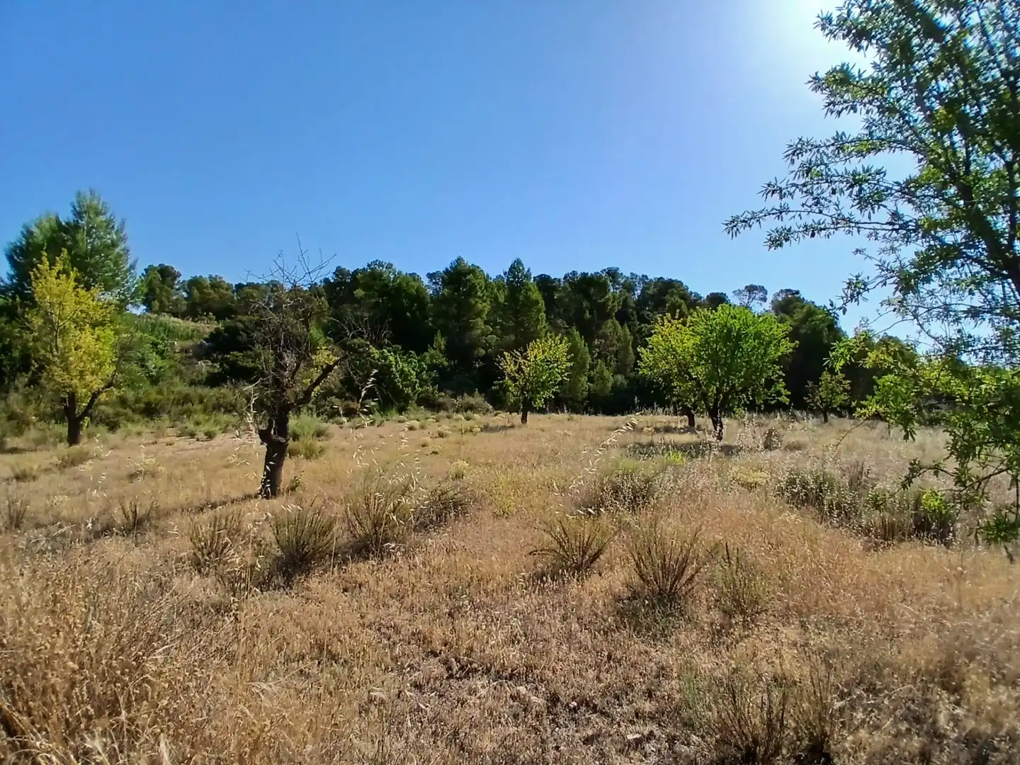 Terrain rustique à vendre à Mazaleón, imagen 15