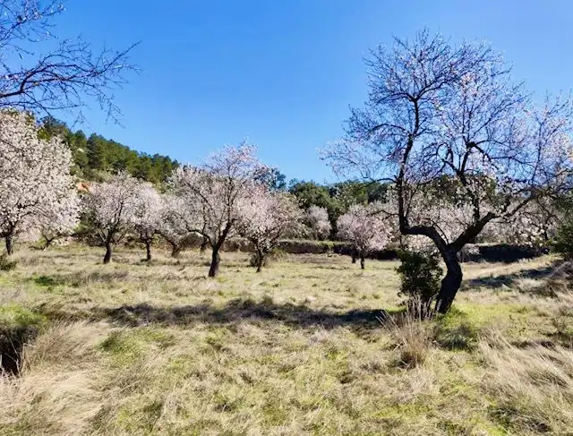 Terrenos y solares en venta en Valjunquera, imagen 11
