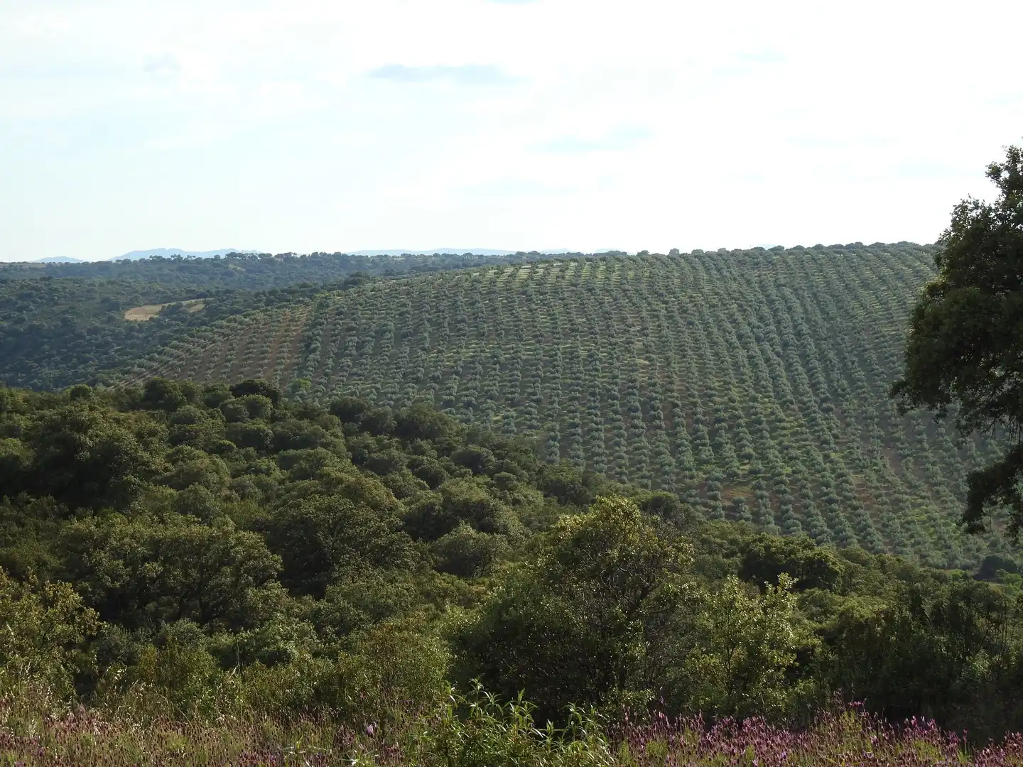 Land for sale in Belvís de la Jara