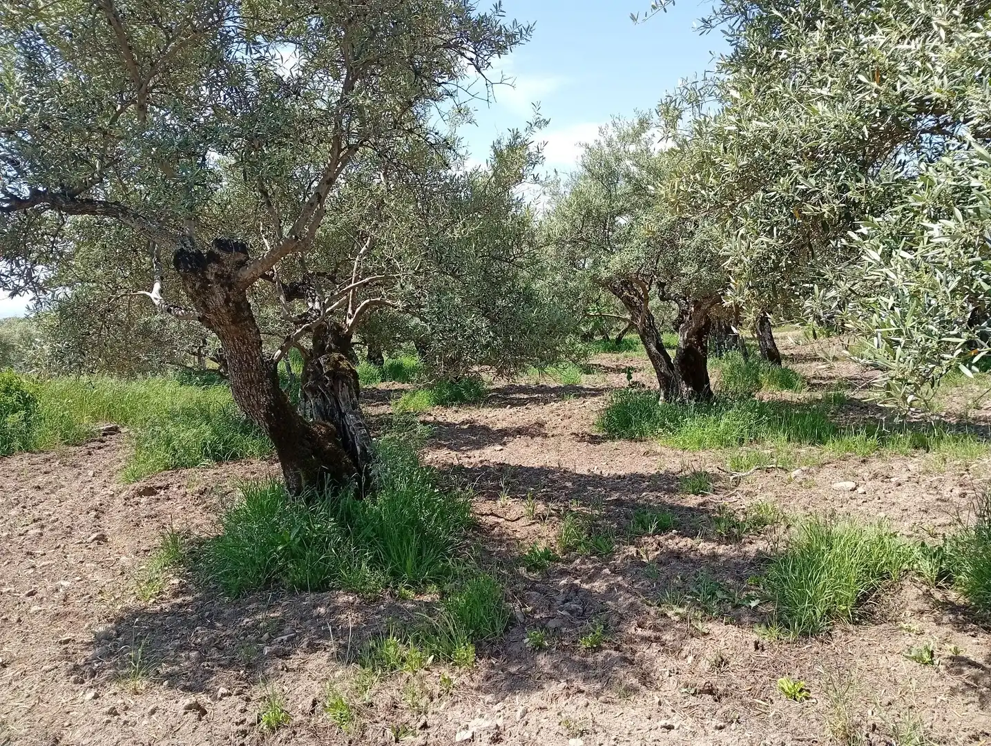 Terreni e lotti in vendita a Villanueva de la Vera, imagen 50