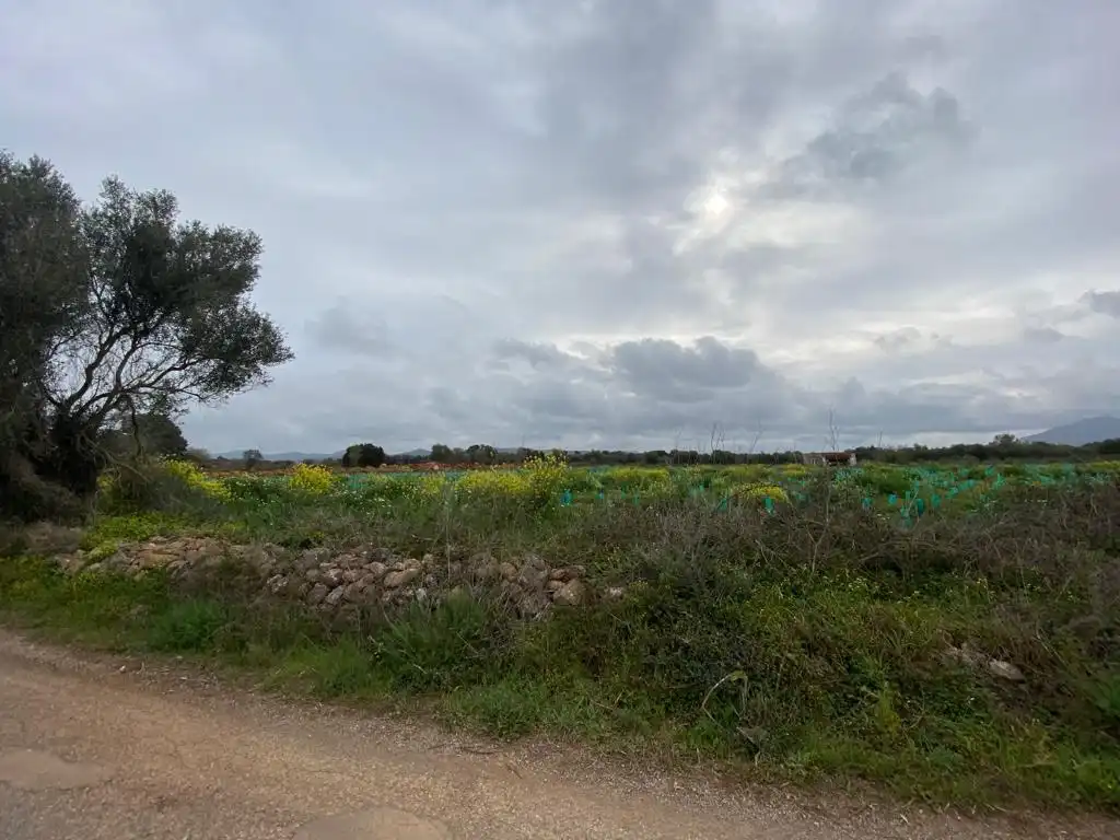 Rural land for sale in Felanitx Poble, imagen 3