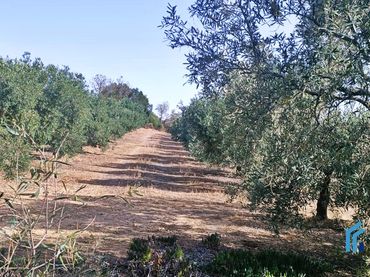 Terreny rústic en venda a Bobadilla - Bobadilla Estación - La Joya