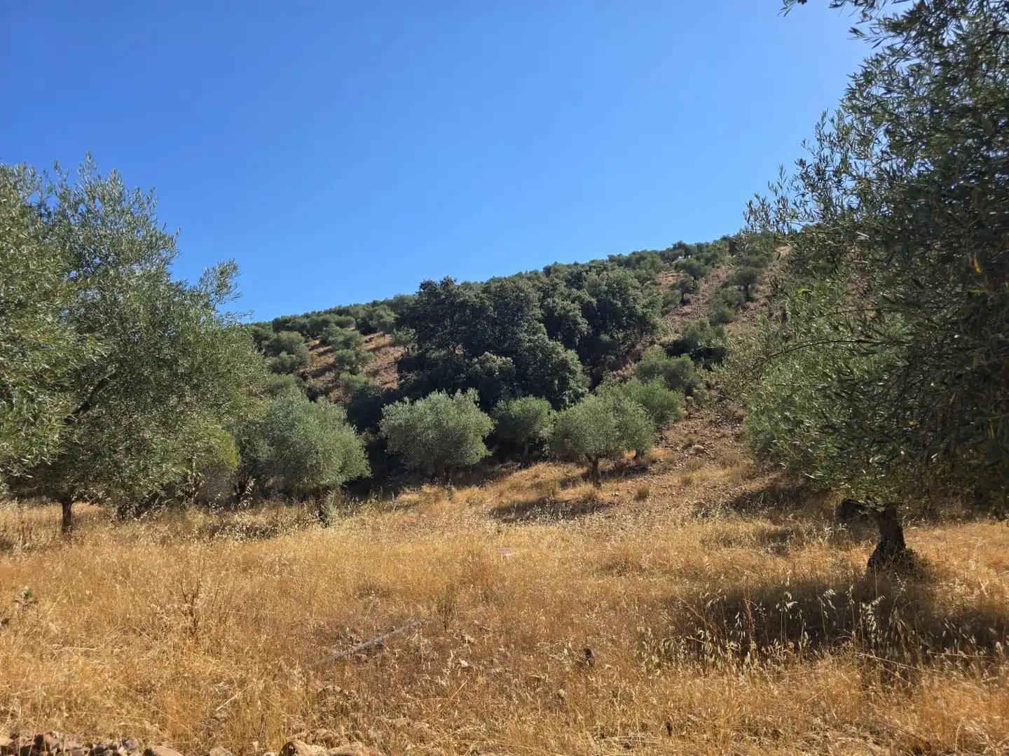 Finca rústica en venda a Belvís de la Jara