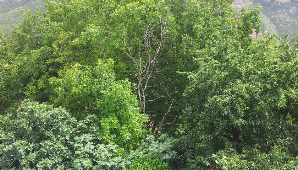 Photo 1 of House or chalet for sale in Islallana, Nalda, La Rioja