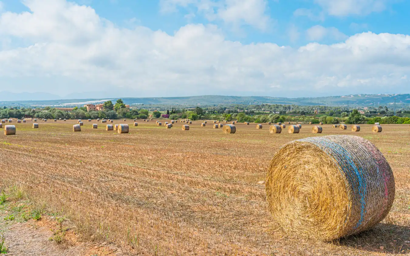 Terrenys i solars en venda a Montuïri, imagen 6