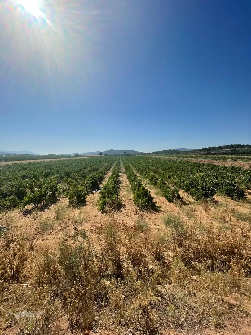 Terreno residencial en venta en El Pinós / Pinoso, imagen 20