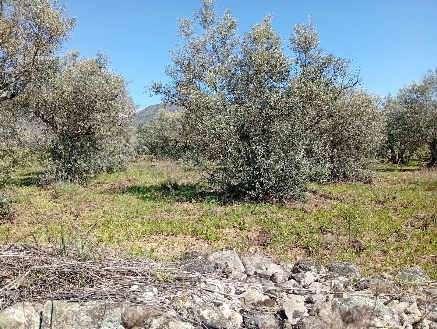 Terreni e lotti in vendita a Valverde de la Vera, imagen 60
