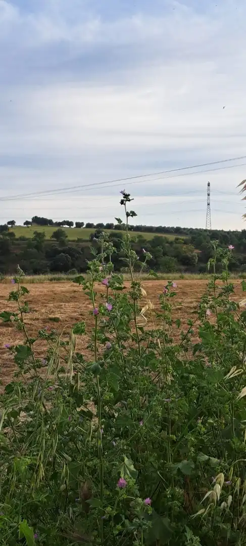 Land for sale in El Puente del Arzobispo