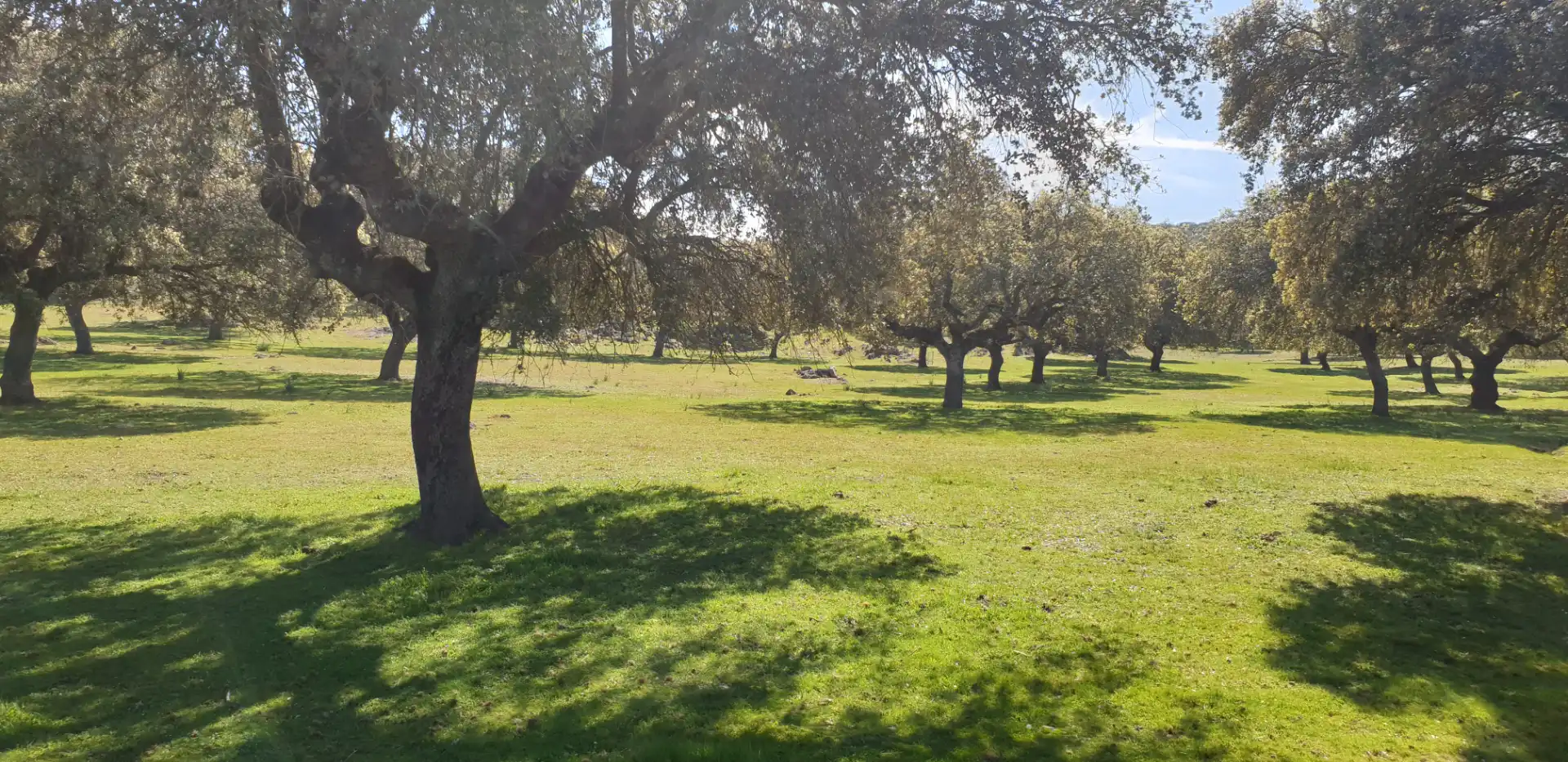 Terreno rustico in vendita a Villanueva de la Serena, imagen 4