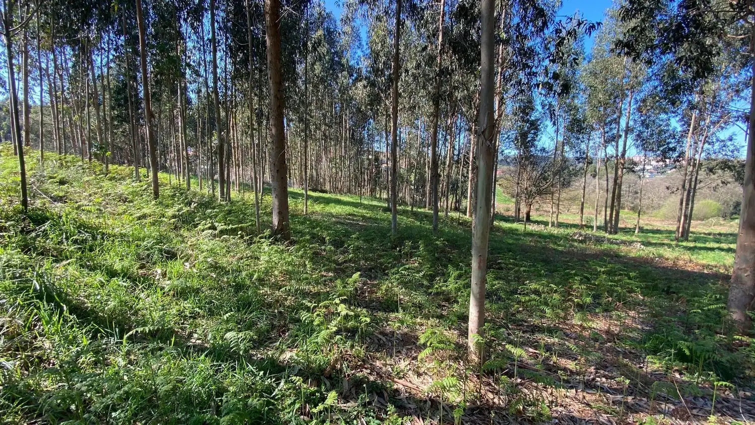Terreni e lotti in vendita a Rúa Camiño dos Muiños 18, imagen 19