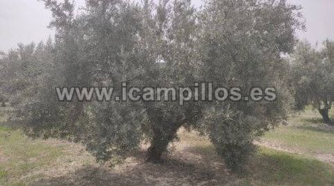 OLIVAR MARTEÑO 1 PIE 17,50 FANEGAS, immagine 2