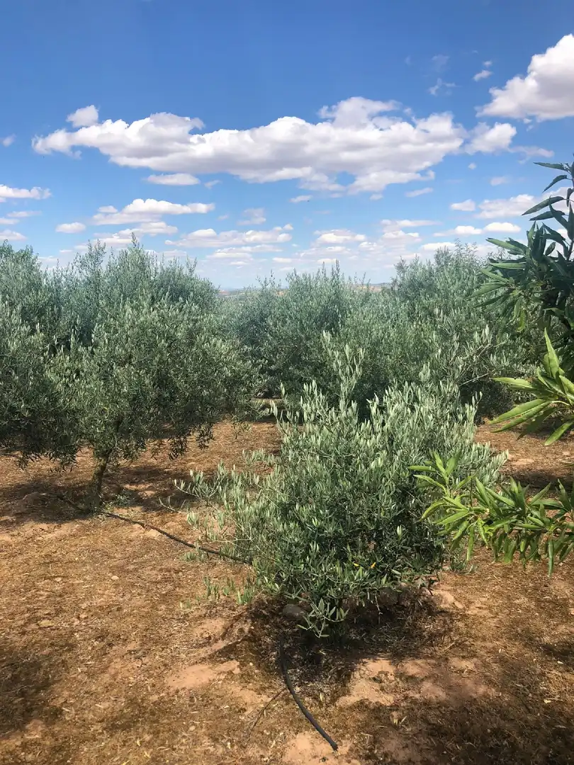 Rural land for sale in Lardero, imagen 4