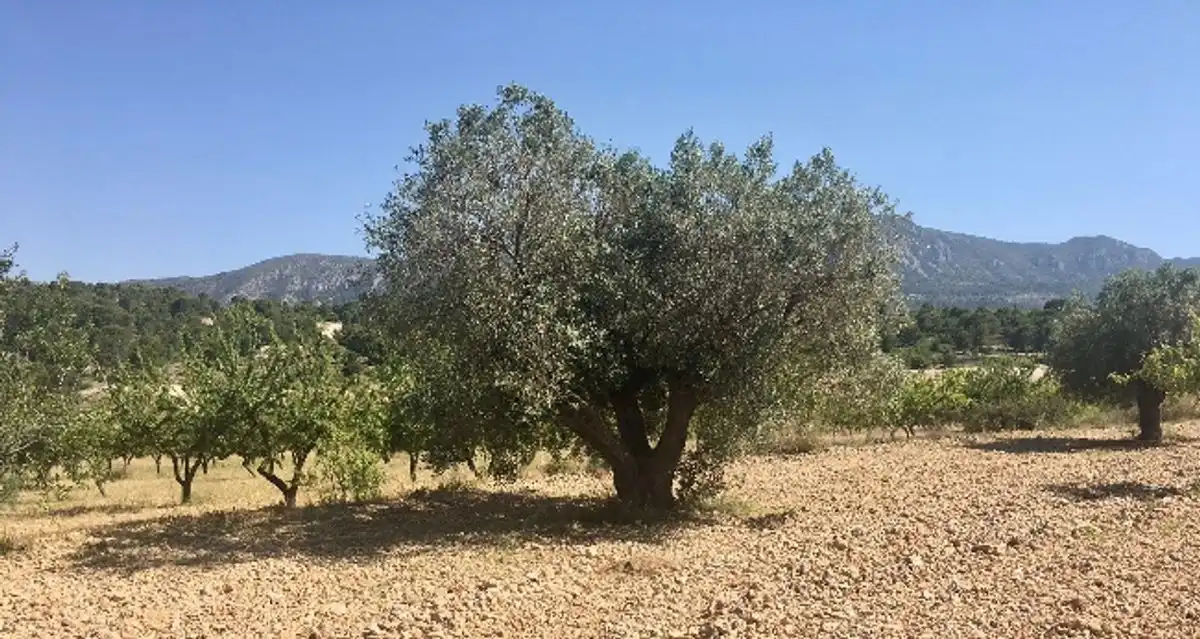 Terreny rústic en venda a Ctra. Algueña, imagen 4