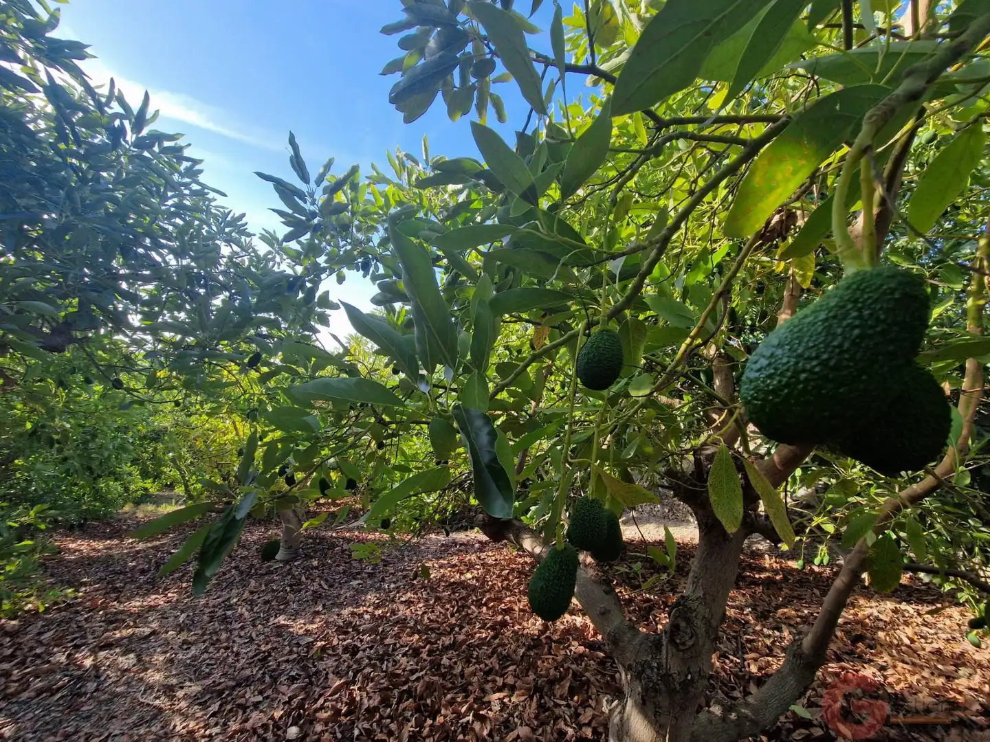 Finca rústica en venda a Centro