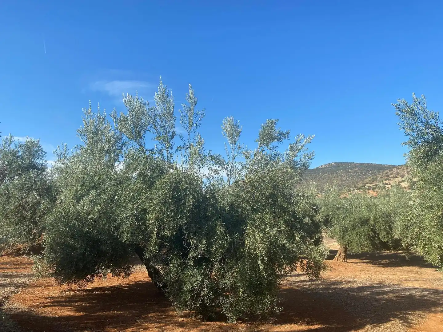 Rural land for sale in Iznalloz, imagen 3