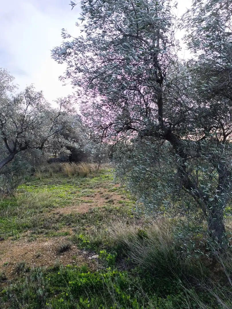 Terreno rustico in vendita a Canet lo Roig, imagen 11