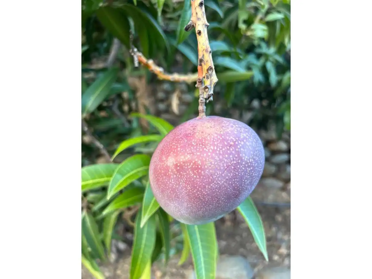 Jardí de Finca rústica en venda en Estepona amb Aire condicionat, Calefacció i Jardí privat