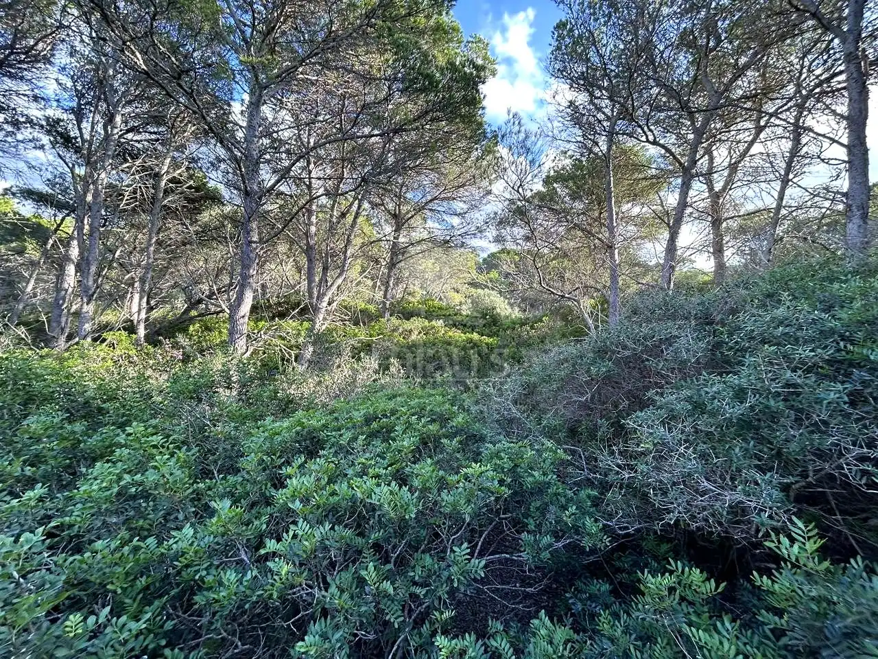 Rural land for sale in Cala Morell, imagen 7
