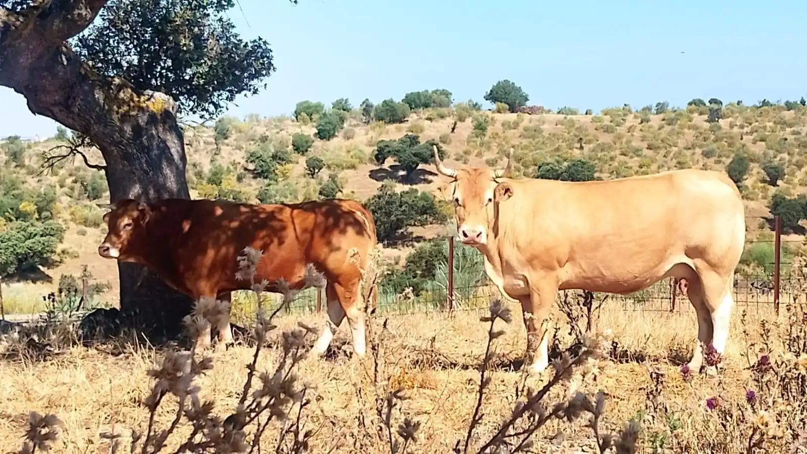 Außenansicht von Grundstücke zum Verkauf in Villanueva del Fresno