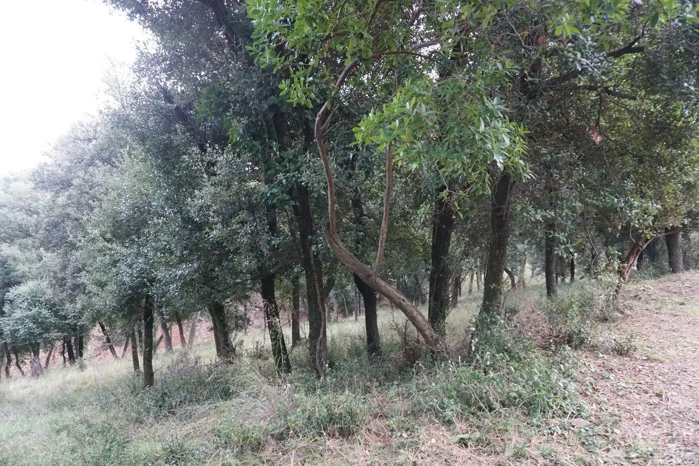 Terreny residencial en venda a Sant Pere de Vilamajor, imagen 4
