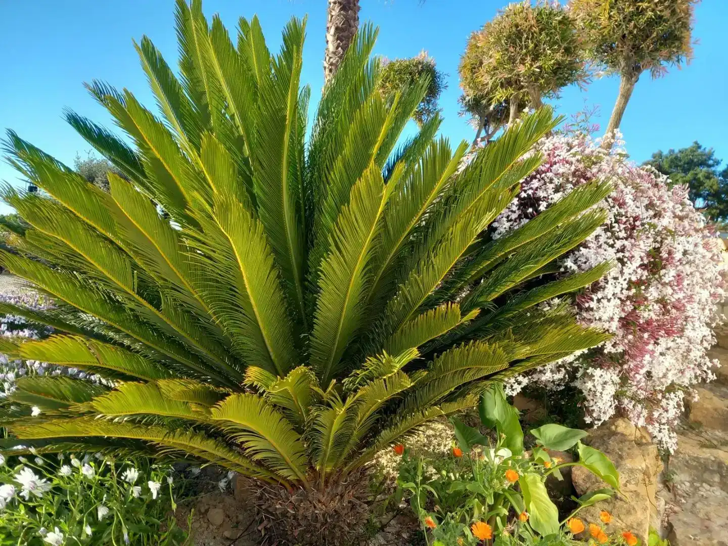 Garten von Country house zum Verkauf in San Jorge / Sant Jordi mit Klimaanlage und Schwimmbad