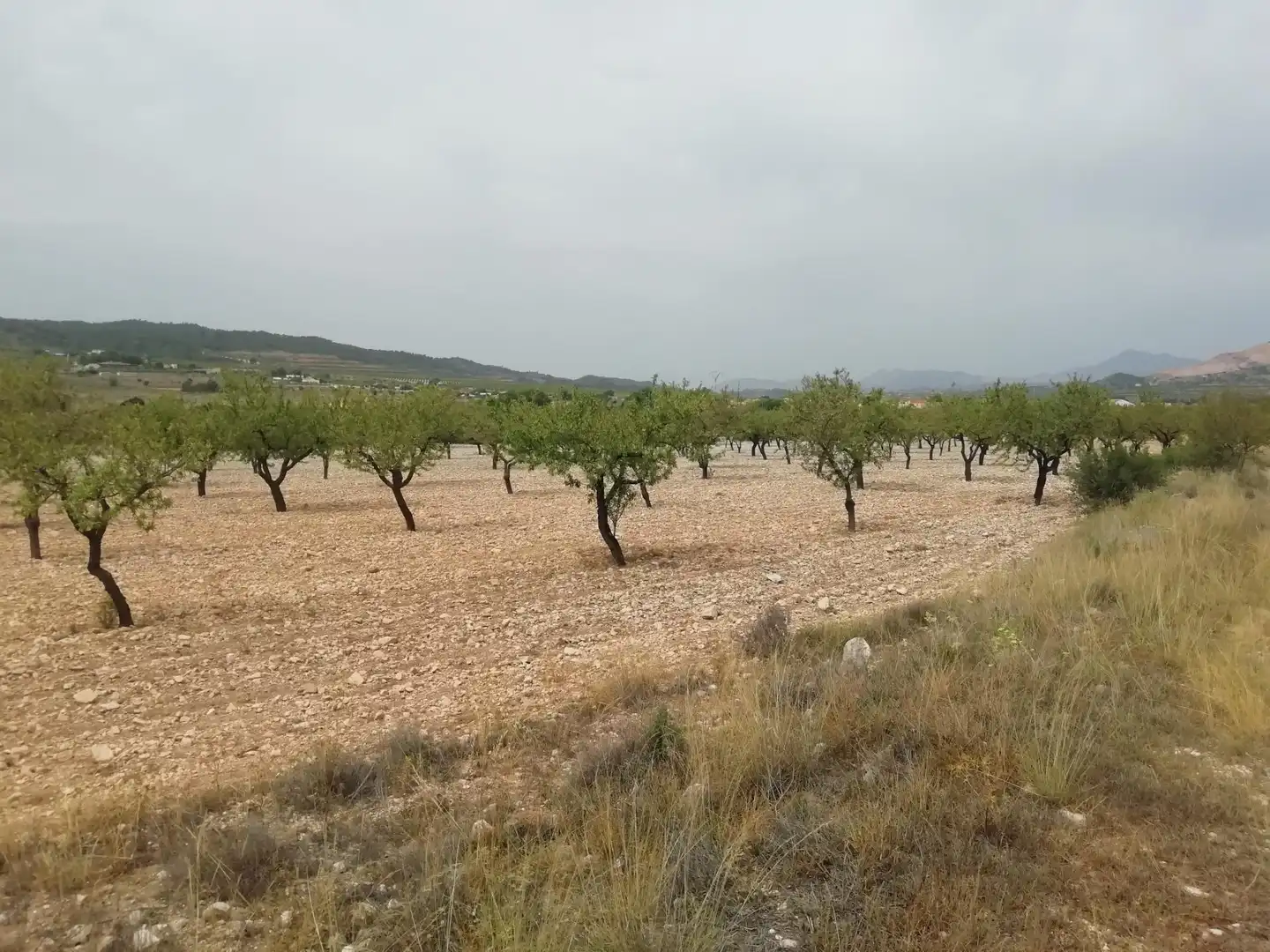 Terreno rústico en venta en La Murada - Los Vicentes