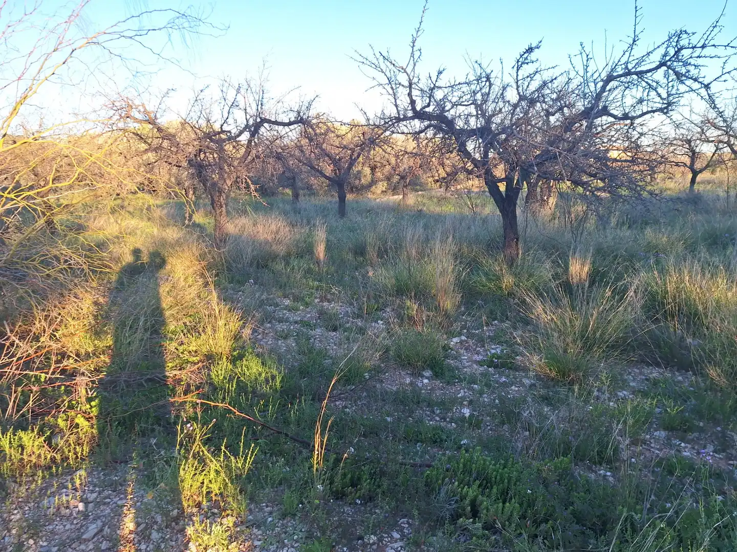 Terreny en venda en San Vicente del Raspeig / Sant Vicent del Raspeig