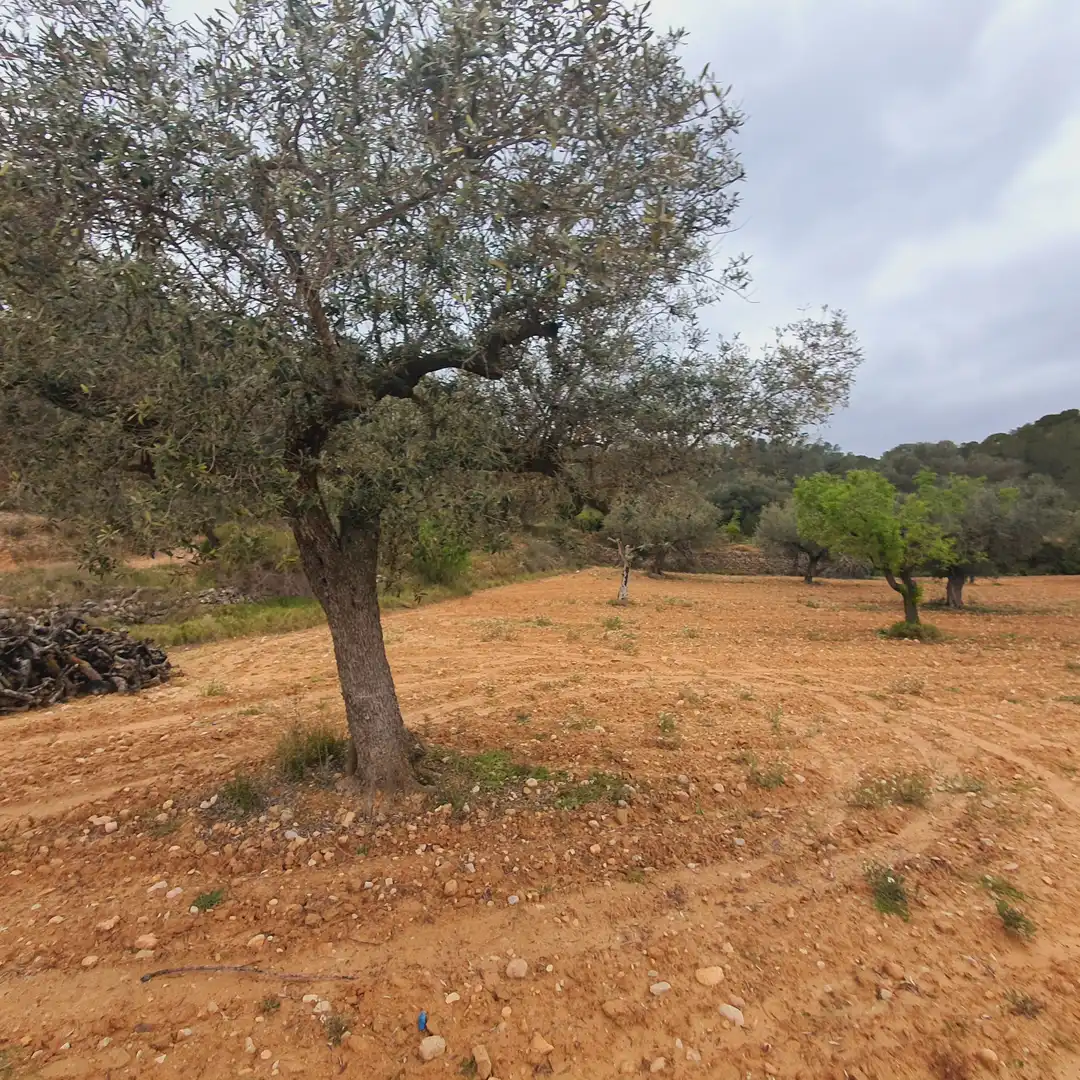 Rustikales Grundstück zum Verkauf in El Pinell de Brai, imagen 7