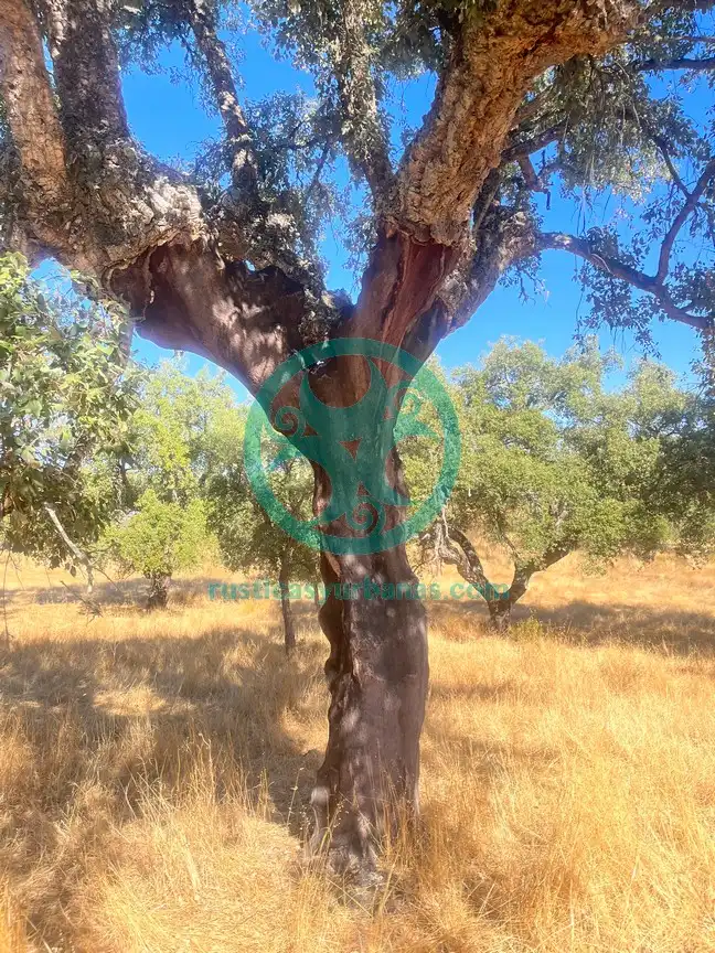 Terreni e lotti in vendita a Valdesalor - Rincón de Ballesteros, imagen 6