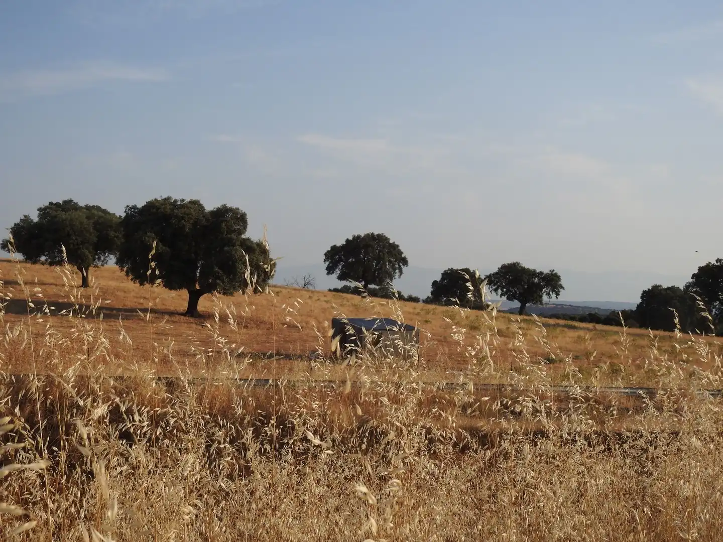 Land for sale in Villar del Pedroso