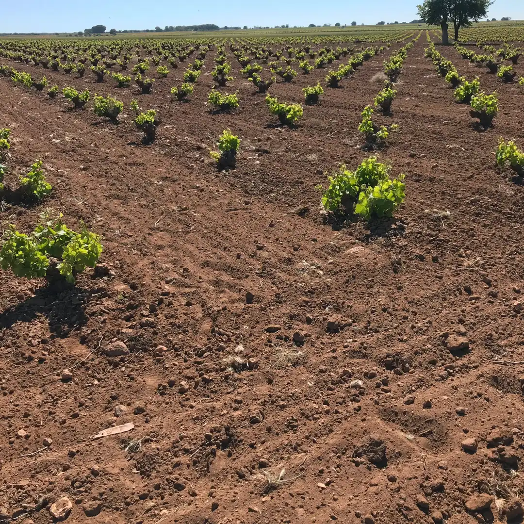 Terrenys i solars en venda a Mota del Cuervo, imagen 18