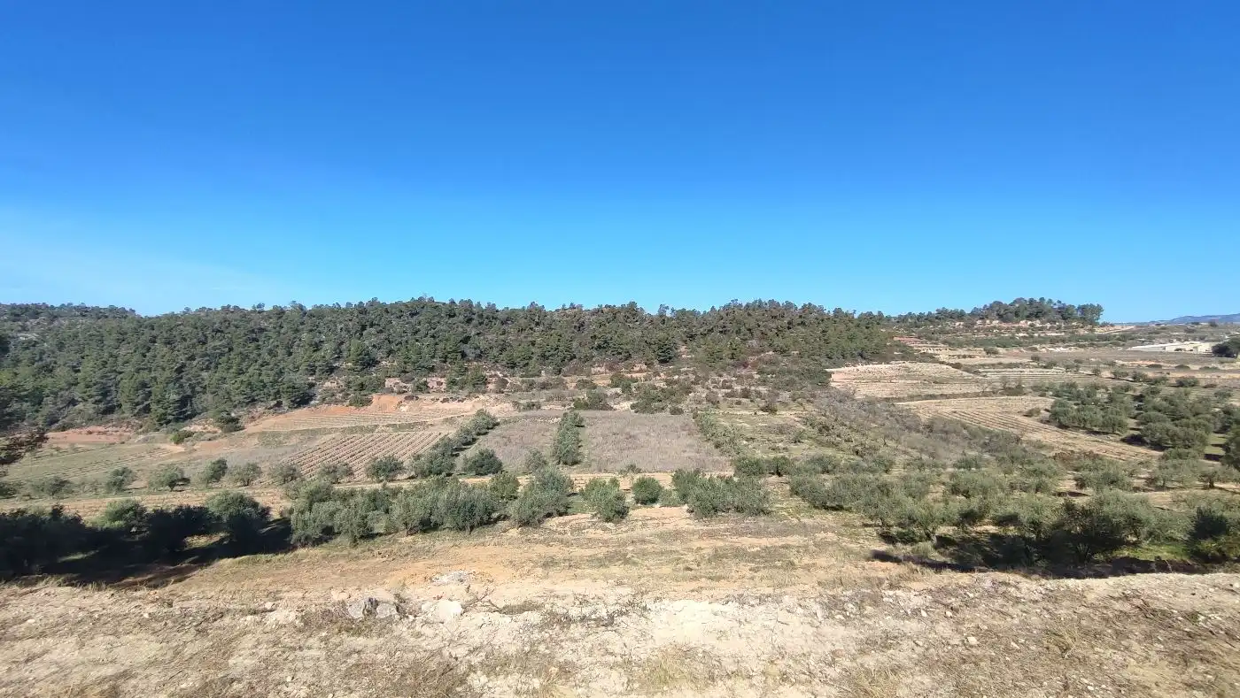 Rural land for sale in Carrer de les Pinyeres 24, imagen 3