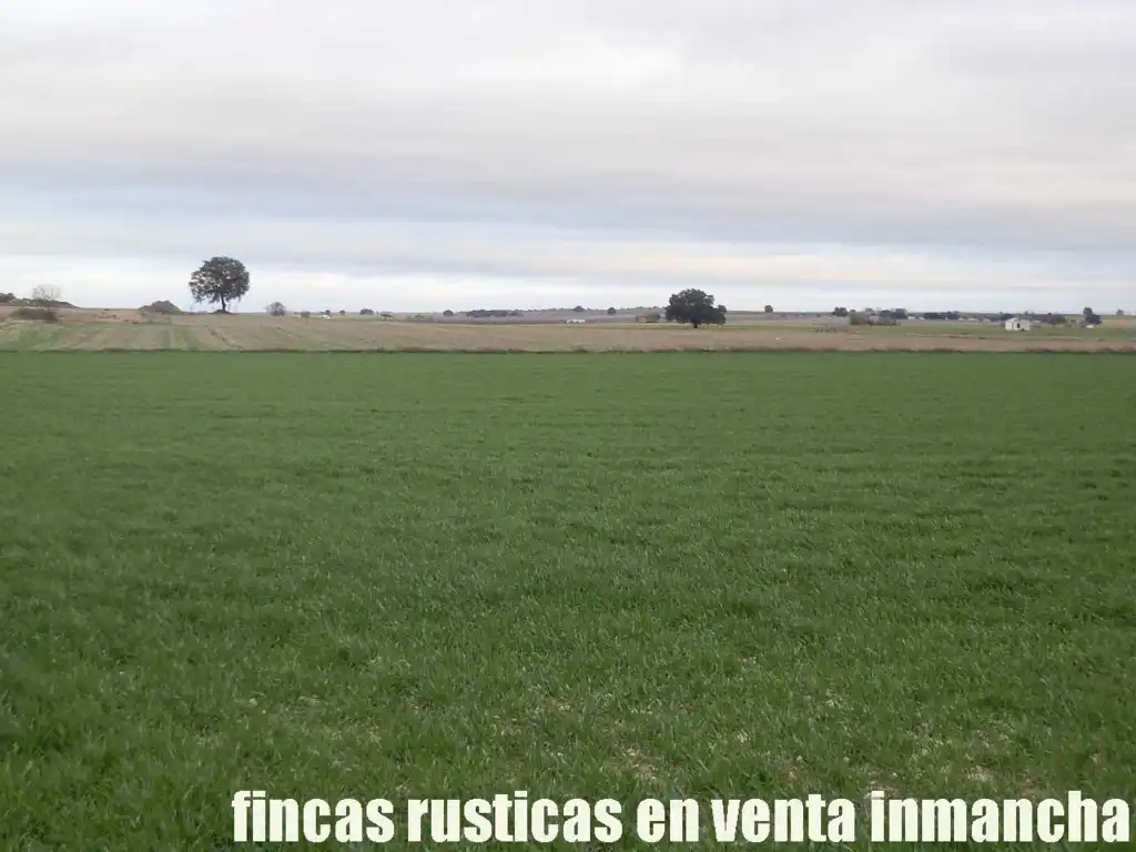 Terreno rústico en venta en Daimiel, imagen 14