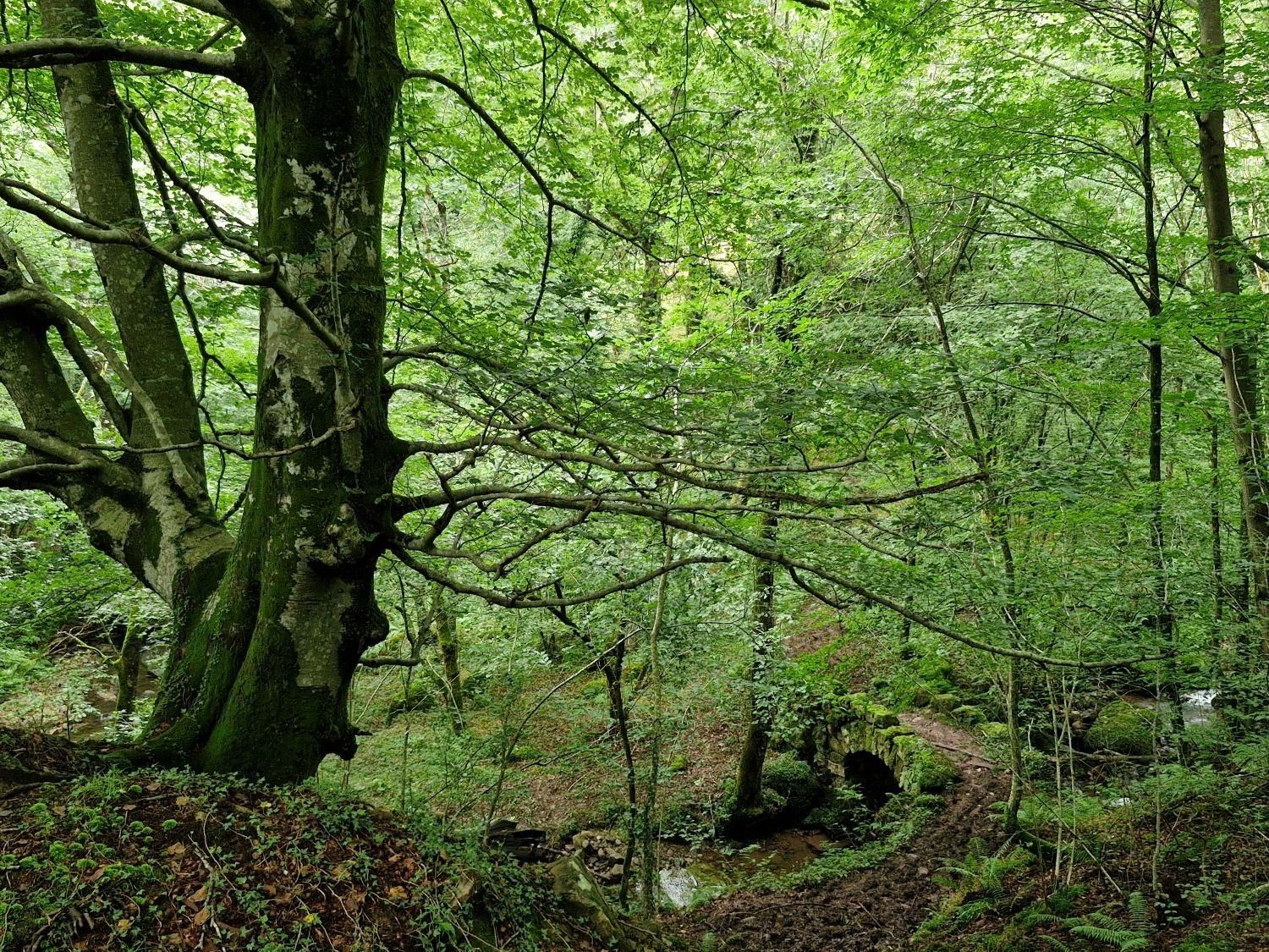 Außenansicht von Grundstücke zum verkauf in Selaya
