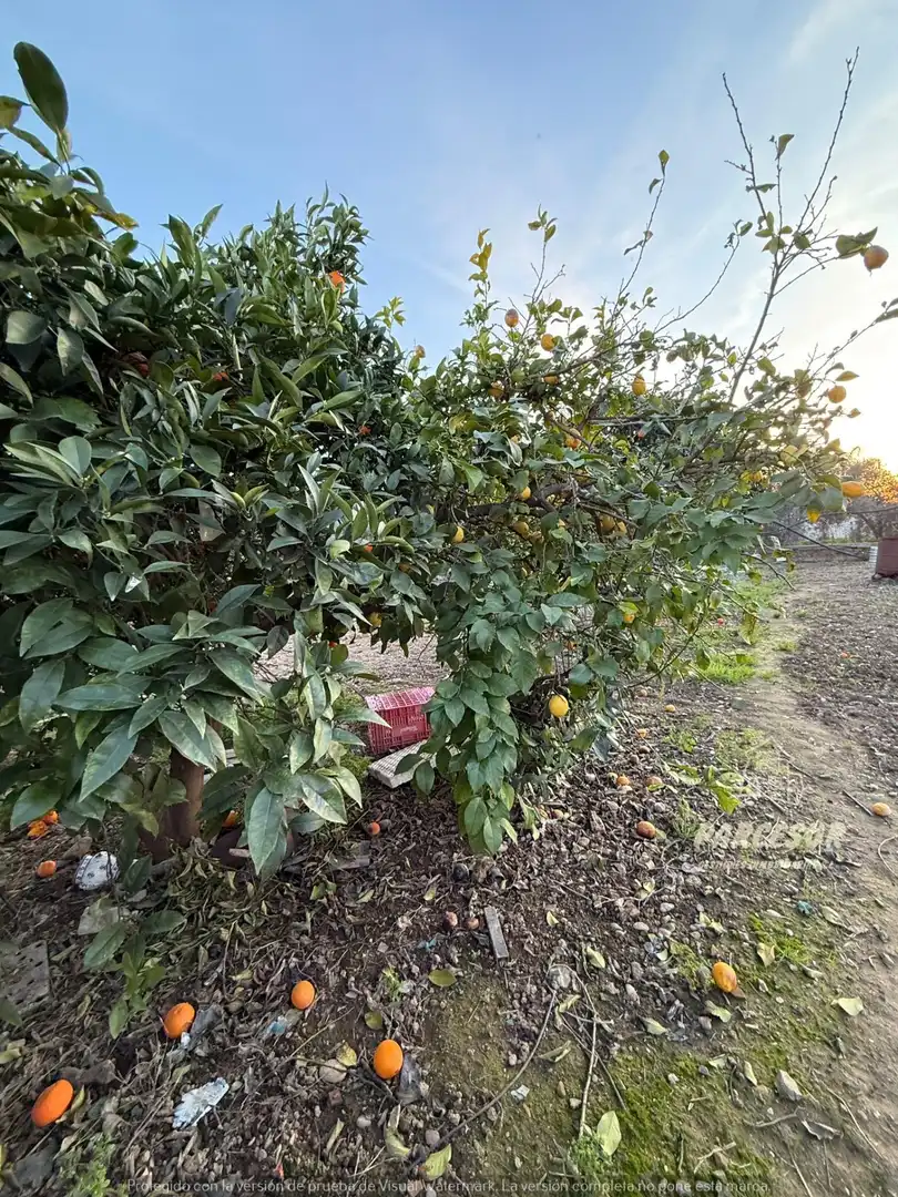 Jardí de Casa o xalet en venda en Córdoba amb Aire condicionat, Calefacció i Jardí privat