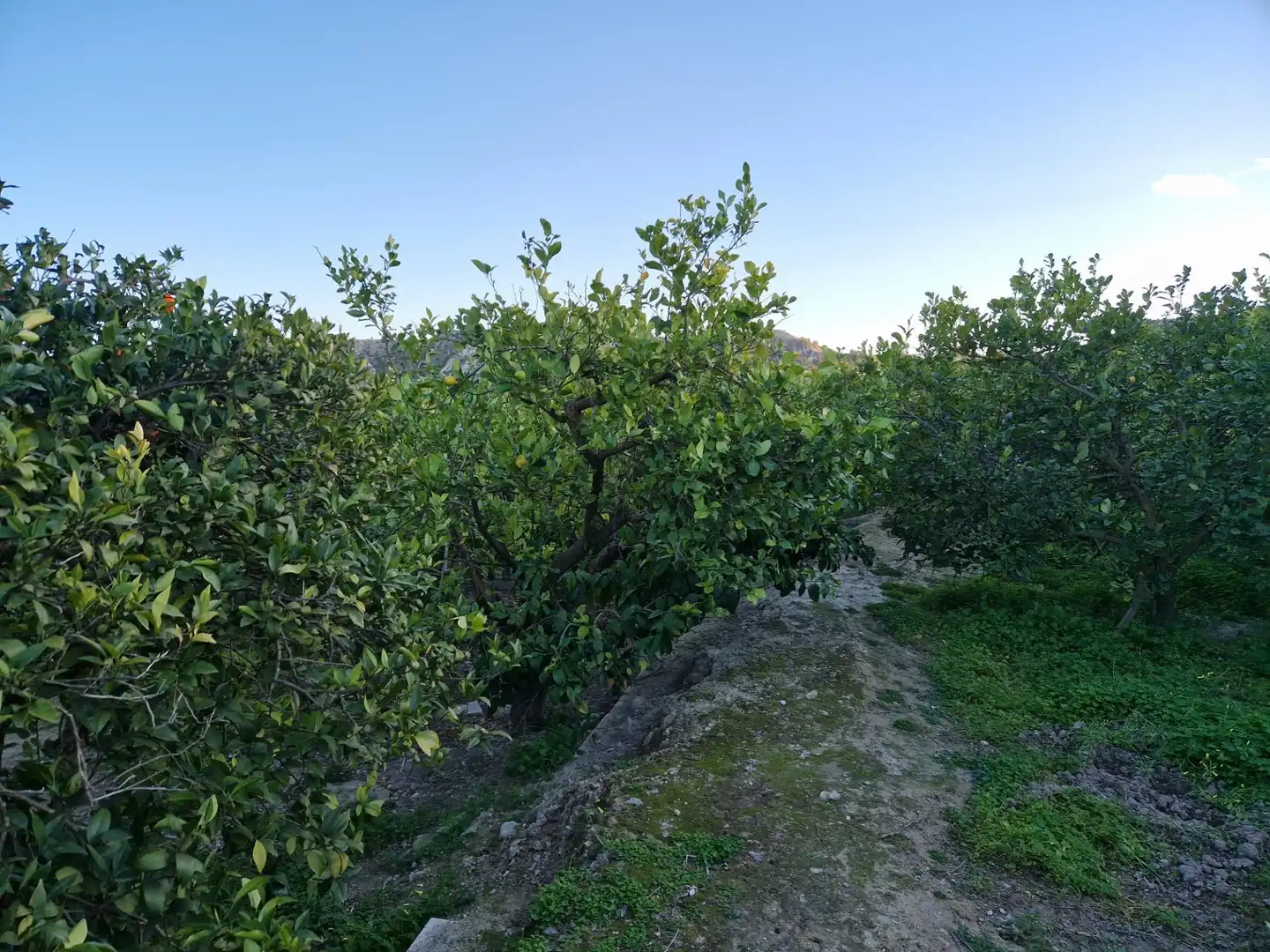 Land for sale in Villanueva del Río Segura