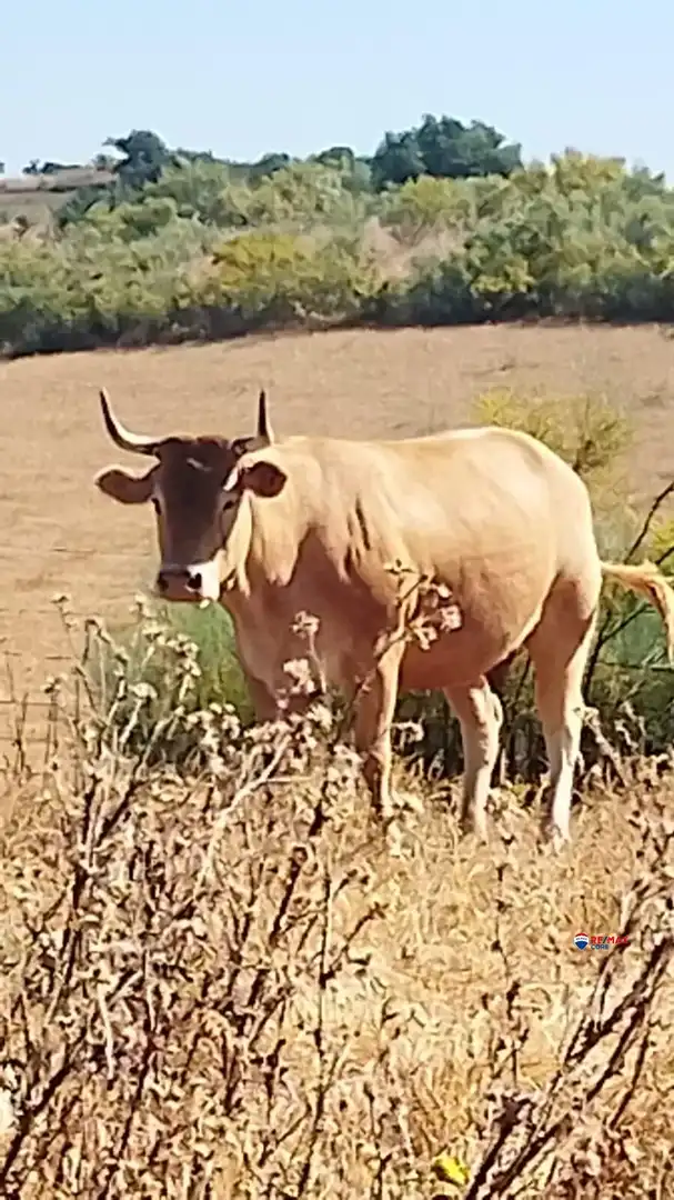 Außenansicht von Grundstücke zum Verkauf in Villanueva del Fresno
