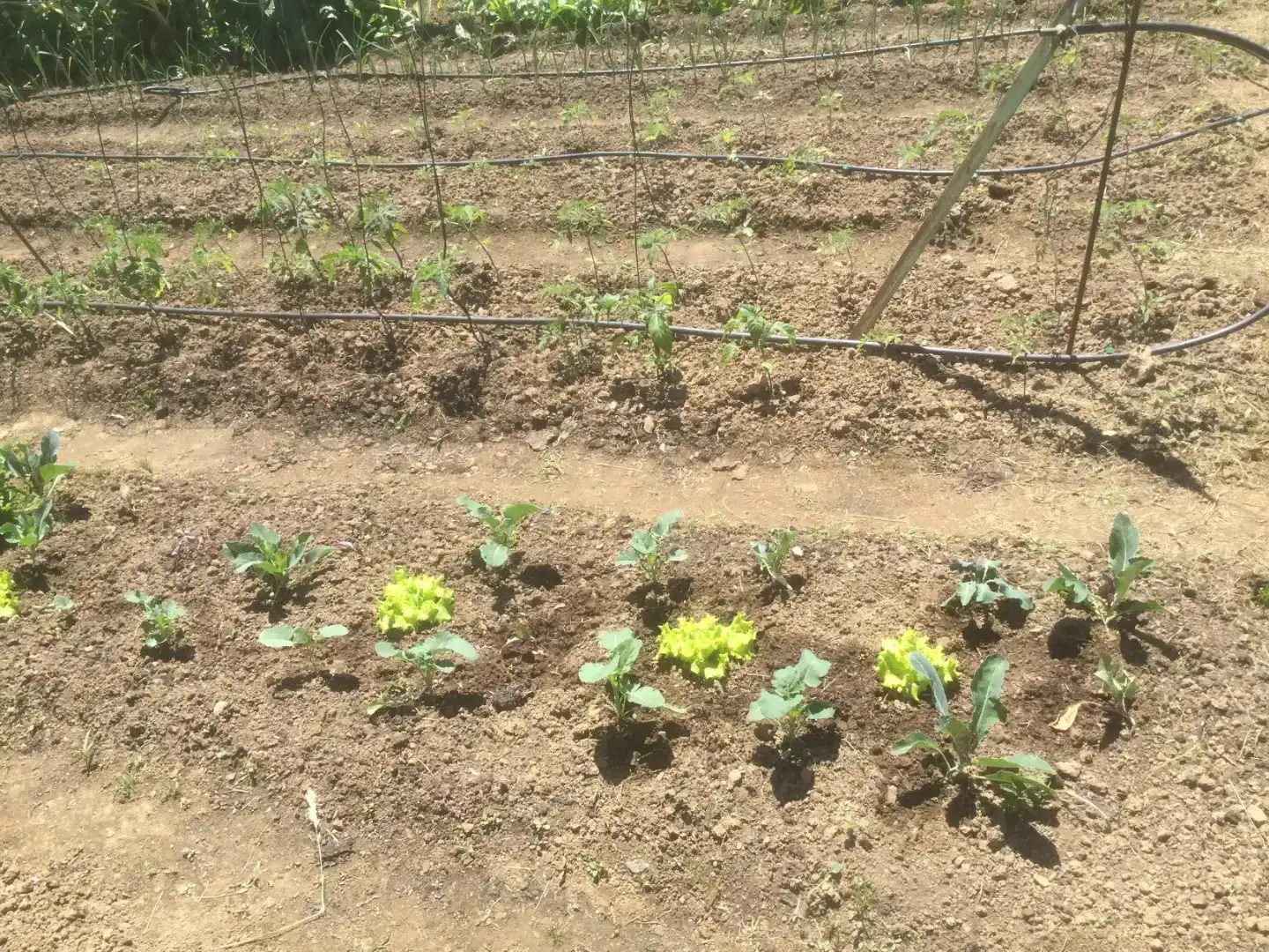 Jardí de Finca rústica en venda en Villasbuenas de Gata amb Aire condicionat, Traster i Piscina
