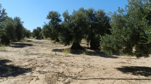Finca de olivos entre Bailen y Andújar, immagine 2