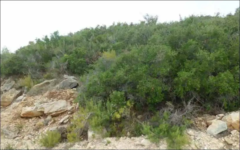 Terreno rústico en venta en Alcalà de Xivert pueblo