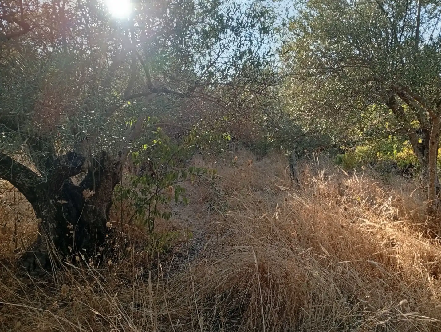 Terreni e lotti in vendita a Villanueva de la Vera, imagen 24