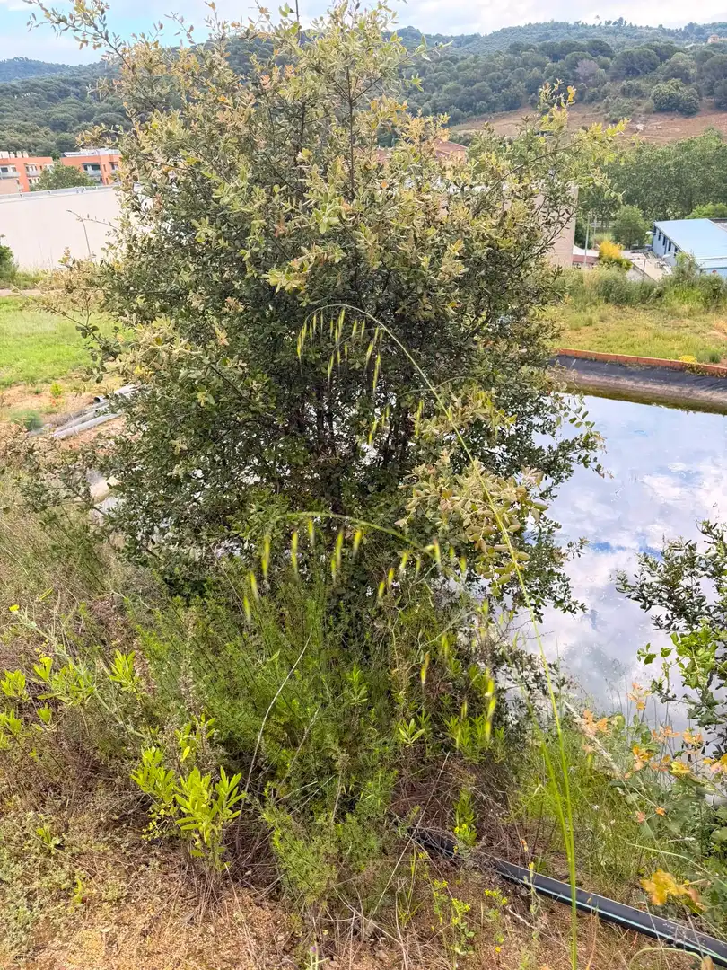 House with pool for sale in Arenys de Munt, imagen 31