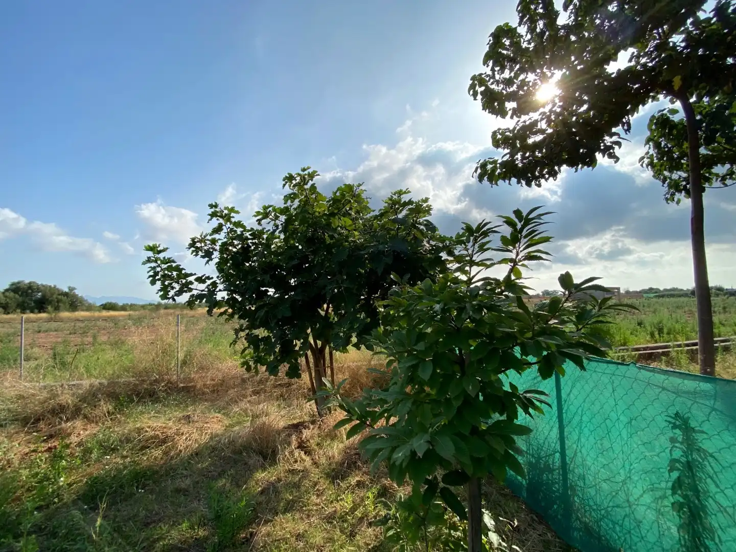 Terreno en venta en Vila-real