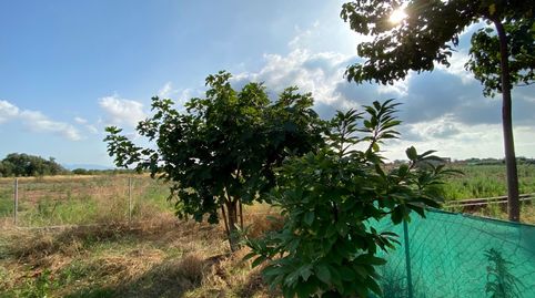 Foto 2 de Terreno en venta en Camí del Sedre, Cariñena - Carinyena, Vila-real