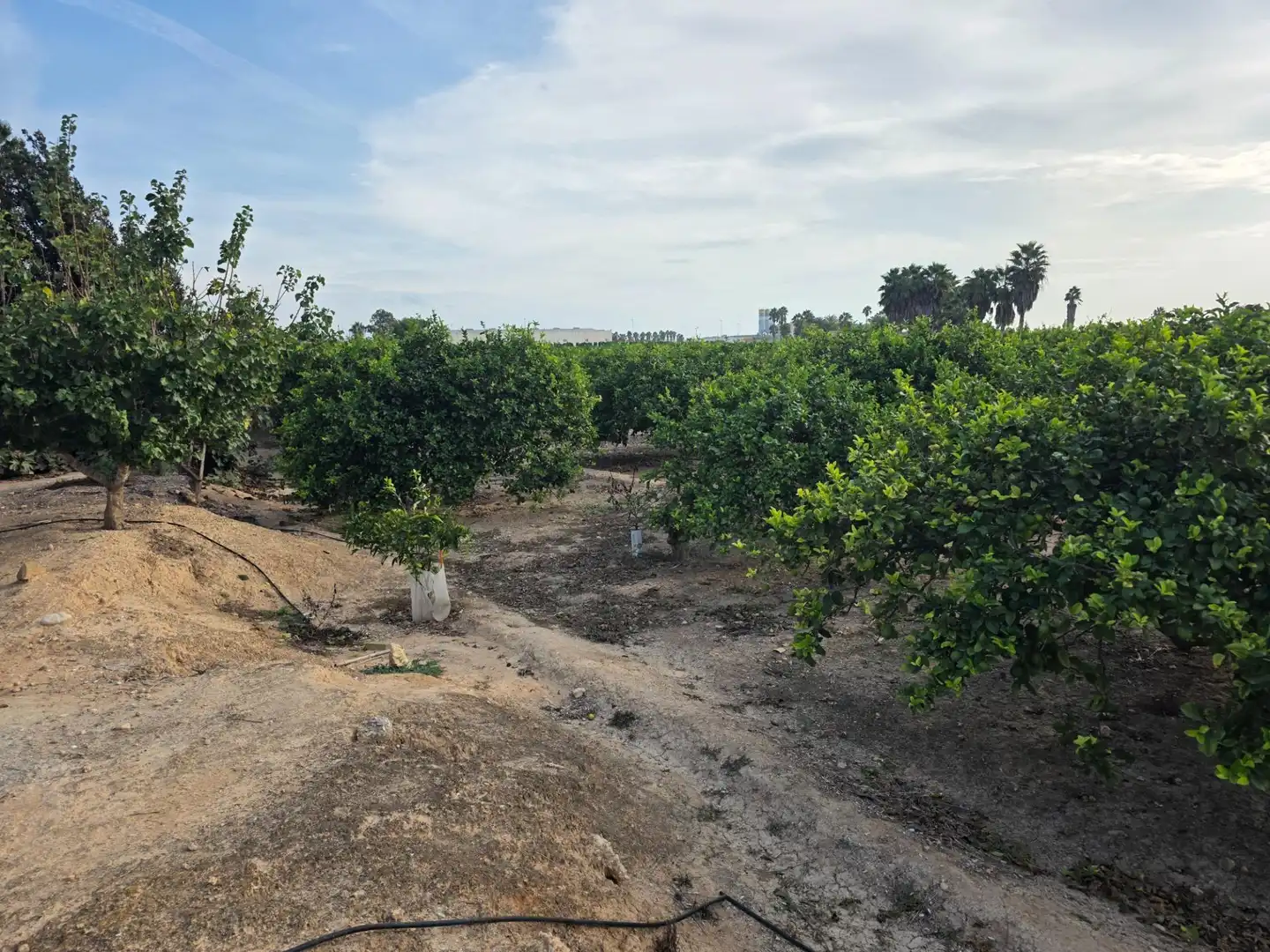 Rural land for sale in Carretera PEREZ LOS, imagen 30