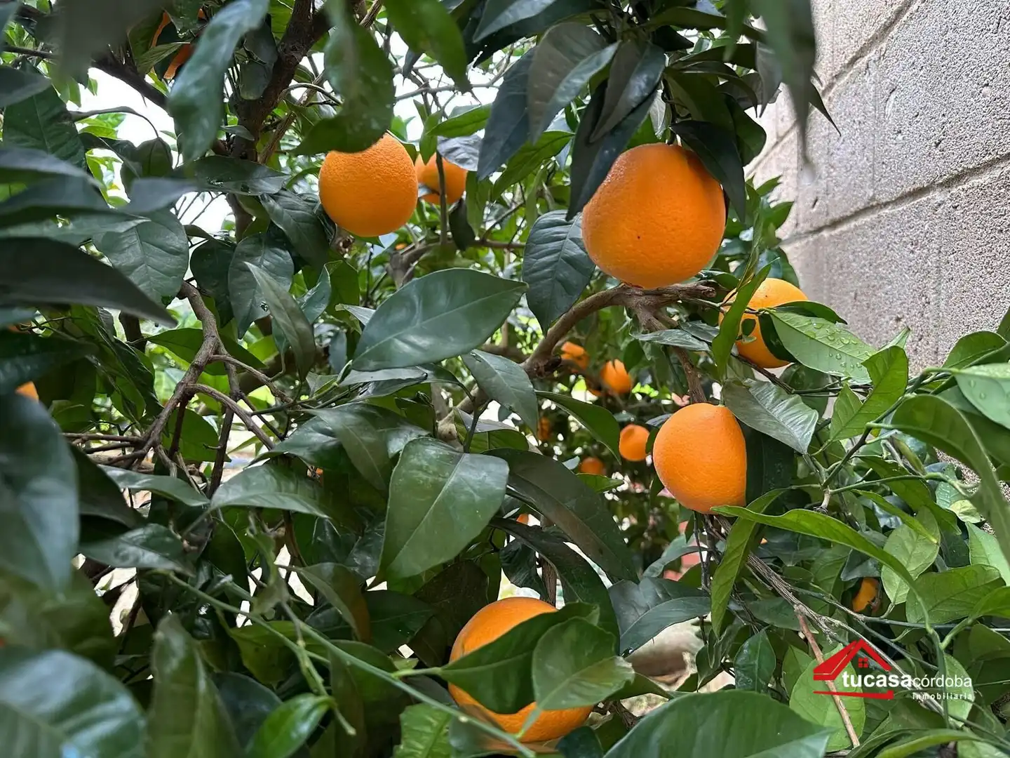 Terreno rustico in vendita a Villanueva del Rey, imagen 7