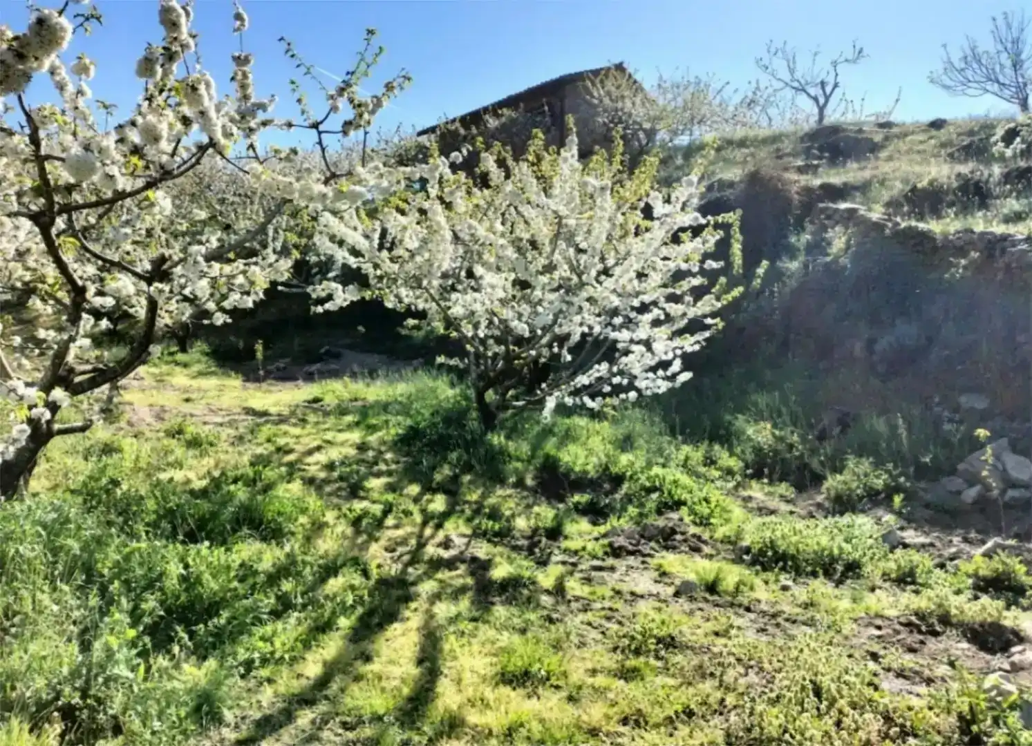Garden of Country homes for sale in Jerte  with Private garden, Storage room and Balcony